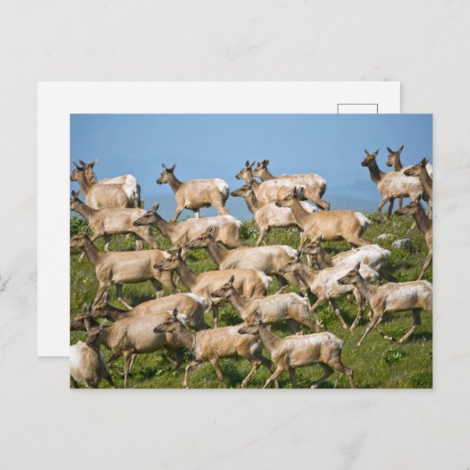 Tule Elk| Point Reyes National Seashore, CA Briefkaart (Voorkant / Achterkant)