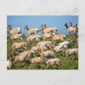 Tule Elk| Point Reyes National Seashore, CA Briefkaart (Voorkant)