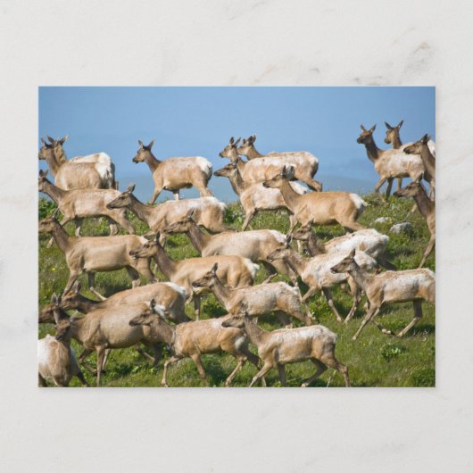 Tule Elk| Point Reyes National Seashore, CA Briefkaart (Voorkant)