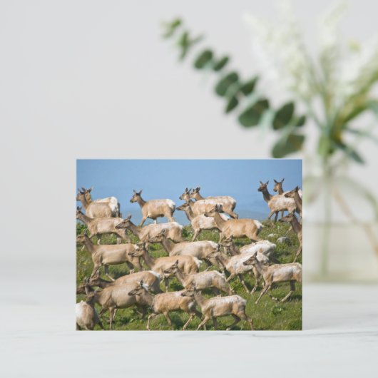 Tule Elk| Point Reyes National Seashore, CA Briefkaart (Staand voorkant)