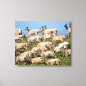 Tule Elk| Point Reyes National Seashore, CA Canvas Afdruk (Voorkant)