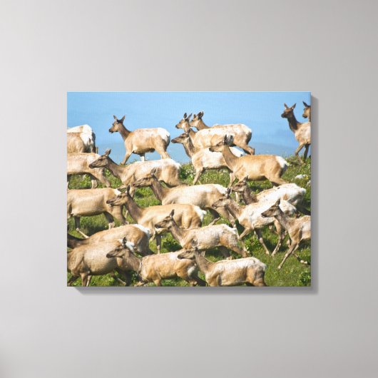 Tule Elk| Point Reyes National Seashore, CA Canvas Afdruk (Voorkant)