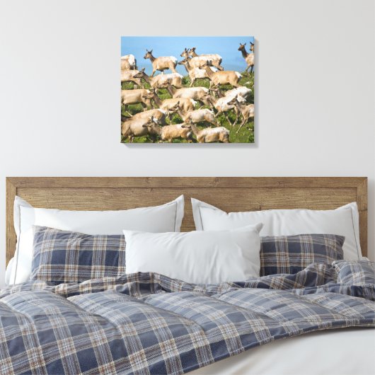 Tule Elk| Point Reyes National Seashore, CA Canvas Afdruk (Insitu (Slaapkamer))