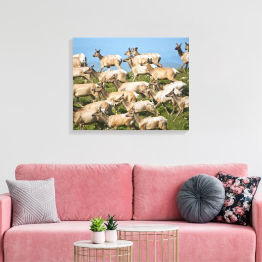 Tule Elk| Point Reyes National Seashore, CA Canvas Afdruk (Insitu (Woonkamer))