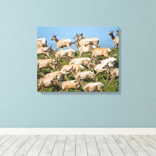 Tule Elk| Point Reyes National Seashore, CA Canvas Afdruk (Insitu (Houten vloer))