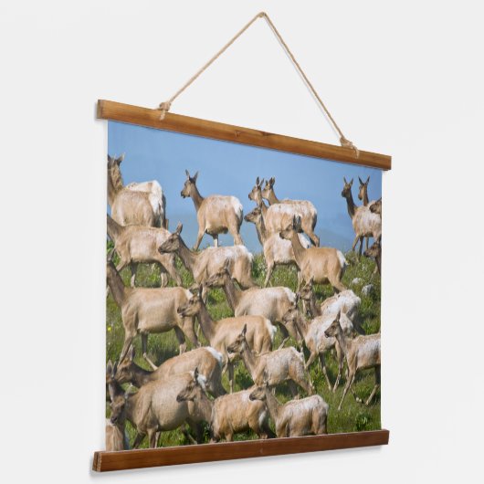Tule Elk| Point Reyes National Seashore, CA Hangend Wandkleed (Gebogen)