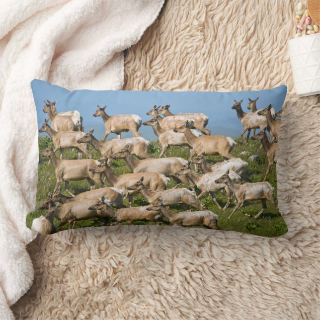 Tule Elk| Point Reyes National Seashore, CA Kussen (Deken)