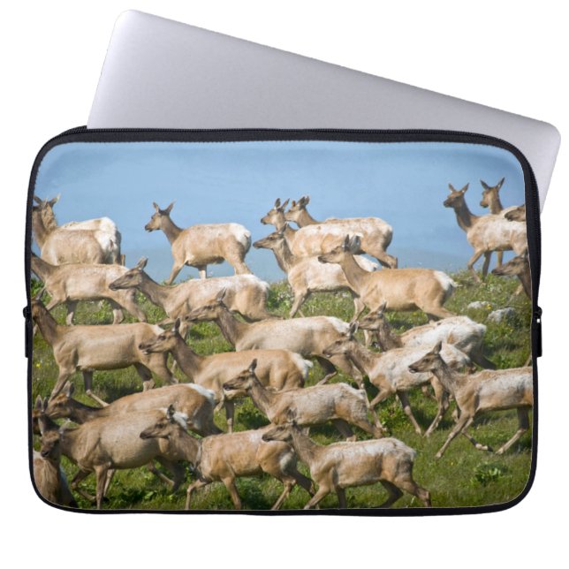 Tule Elk| Point Reyes National Seashore, CA Laptop Sleeve (Voorkant)