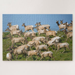 Tule Elk  Point Reyes National Seashore, CA Legpuzzel