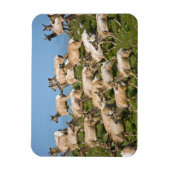 Tule Elk| Point Reyes National Seashore, CA Magneet (Verticaal)