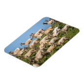 Tule Elk| Point Reyes National Seashore, CA Magneet (Linkerzijde)