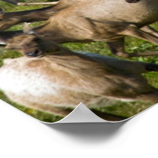 Tule Elk| Point Reyes National Seashore, CA Poster (Hoek)