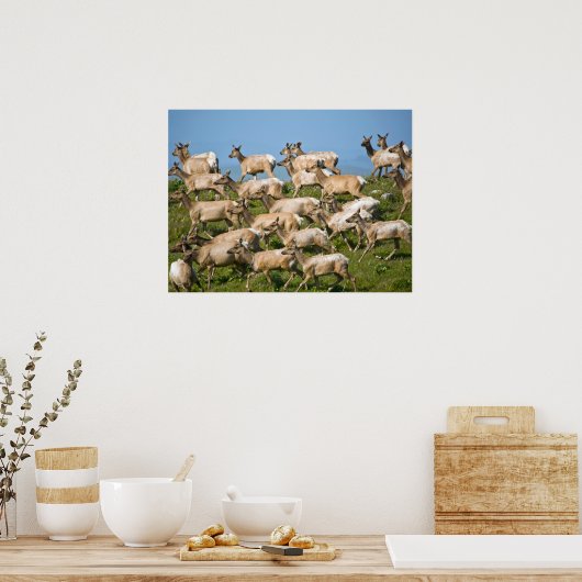 Tule Elk| Point Reyes National Seashore, CA Poster (Keuken)