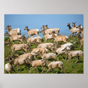 Tule Elk  Point Reyes National Seashore, CA Poster