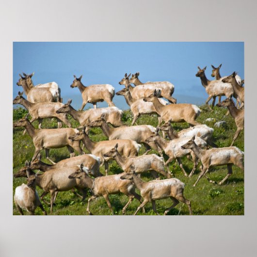 Tule Elk| Point Reyes National Seashore, CA Poster (Voorkant)