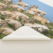 Tule Elk| Point Reyes National Seashore, CA Sherpa Deken (3/4)