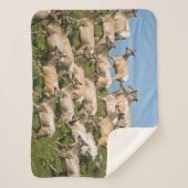 Tule Elk| Point Reyes National Seashore, CA Sherpa Deken (Voorkant)