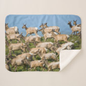 Tule Elk| Point Reyes National Seashore, CA Sherpa Deken (Voorkant (horizontaal))