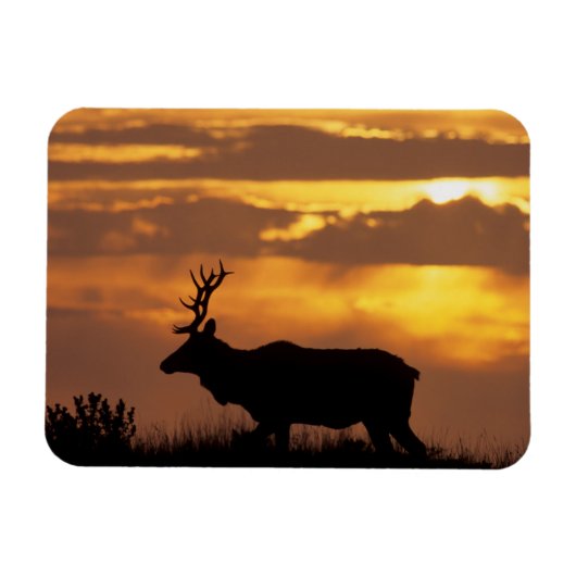 Tule Elk | Point Reyes National Seashore Magneet (Horizontaal)