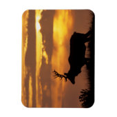 Tule Elk | Point Reyes National Seashore Magneet (Verticaal)