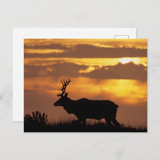 Tule Elk | Punt Reyes National Seashore Briefkaart (Voorkant / Achterkant)