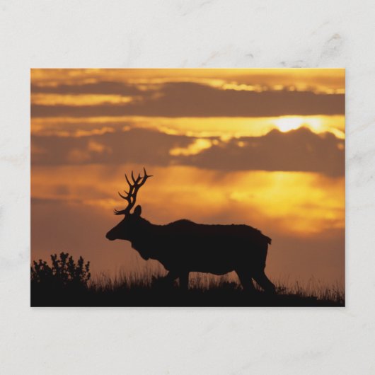 Tule Elk | Punt Reyes National Seashore Briefkaart (Voorkant)