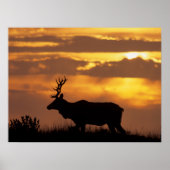 Tule Elk | Punt Reyes National Seashore Poster (Voorkant)