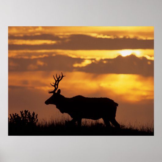 Tule Elk | Punt Reyes National Seashore Poster (Voorkant)