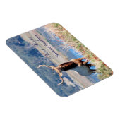 Tule Elk Reservepunt Reyes Magneet (Rechterzijde)