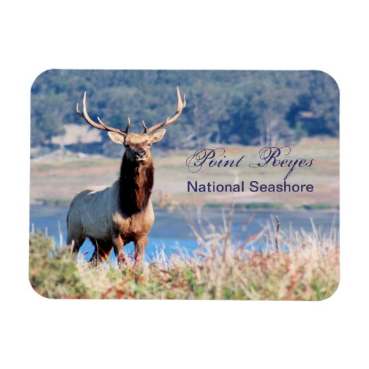 Tule Elk Reservepunt Reyes Magneet (Horizontaal)