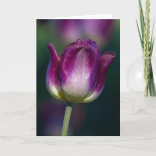 Tulip01 Kaart (Voorkant)