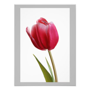 Tulip 7 - Enkelvoudige heldere rode tulpbloem Foto Afdruk