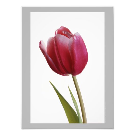 Tulip 7 - Enkelvoudige heldere rode tulpbloem Foto Afdruk (Voorkant)