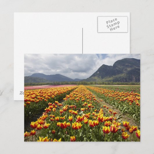 Tulip Boerderij nabij Agassiz, Brits-Columbia, Briefkaart (Voorkant / Achterkant)