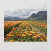 Tulip Boerderij nabij Agassiz, Brits-Columbia, Briefkaart (Voorkant)