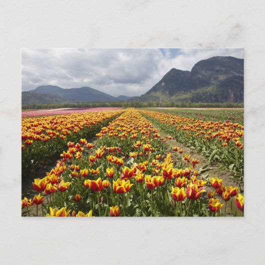 Tulip Boerderij nabij Agassiz, Brits-Columbia, Briefkaart (Voorkant)