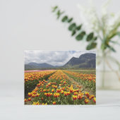 Tulip Boerderij nabij Agassiz, Brits-Columbia, Briefkaart (Staand voorkant)
