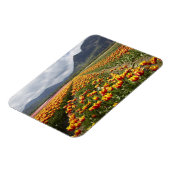 Tulip Boerderij nabij Agassiz, Brits-Columbia, Magneet (Linkerzijde)