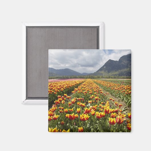 Tulip Boerderij nabij Agassiz, Brits-Columbia, Magneet (Voorkant / Achterkant)