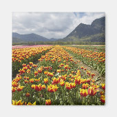 Tulip Boerderij nabij Agassiz, Brits-Columbia, Magneet (Voorkant)