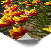 Tulip Boerderij nabij Agassiz, Brits-Columbia, Poster (Hoek)