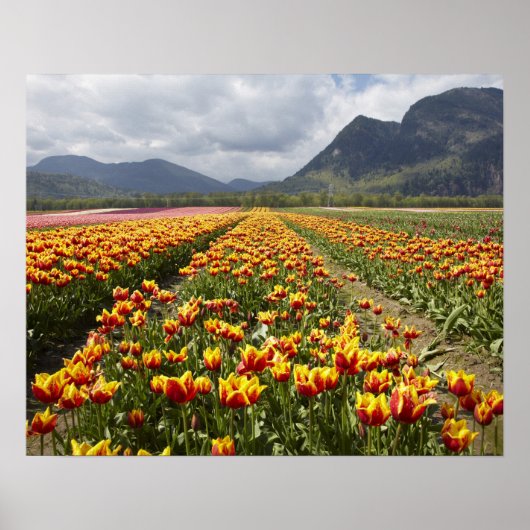 Tulip Boerderij nabij Agassiz, Brits-Columbia, Poster (Voorkant)