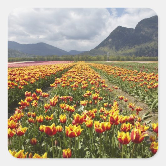 Tulip Boerderij nabij Agassiz, Brits-Columbia, Vierkante Sticker (Voorkant)