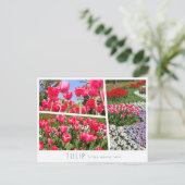 Tulip Briefkaart (Staand voorkant)