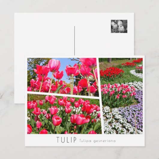 Tulip Briefkaart (Voorkant / Achterkant)