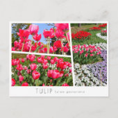 Tulip Briefkaart (Voorkant)