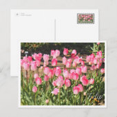 Tulip Briefkaart (Voorkant / Achterkant)