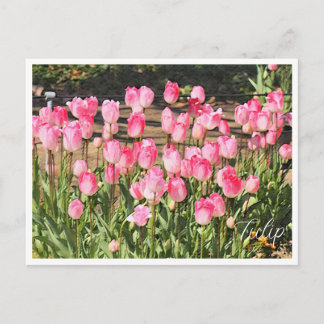 Tulip Briefkaart