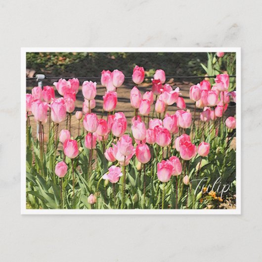 Tulip Briefkaart (Voorkant)
