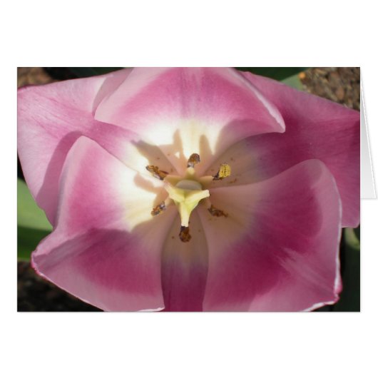 Tulip Burst~Hartelijk dank! wenskaarten (Voorkant Horizontaal)